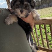 Nutmeg - Lowchen puppy from Lelani