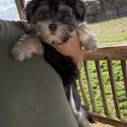 Nutmeg - Lowchen puppy from Lelani