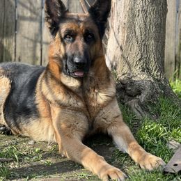 German Shepherd puppies from Von Blackwolf:World Class German Shepherds