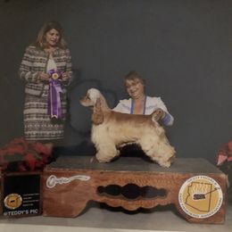 Cocker Spaniel Puppies from Stargazer Kennel