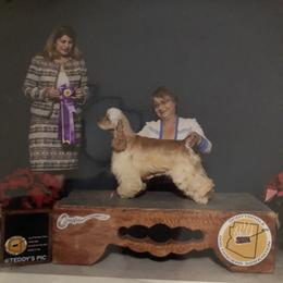Cocker Spaniel Puppies from Stargazer Kennel