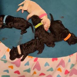 Cheers - Blue male Poodle puppy in Athol, Massachusetts from DoeValley Standard Poodles