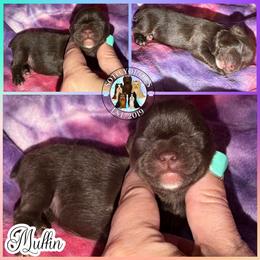 Muffin - Liver female Yorkshire Terrier puppy in London, Kentucky from Soto Yorkies