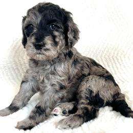 Aspen - Merle female Goldendoodle puppy in Kansas City, Missouri from Beary GoldenDoodles