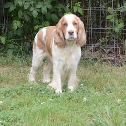 Lydia - English Springer Spaniel