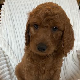 Goldendoodle Puppies from Penny Doodles VA