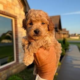 Boots - Apricot male Poodle puppy in Sperry, Oklahoma from PuppyLove Poodles