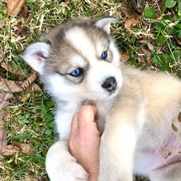 Pomsky Puppies from Oxsana Perfect Pomsky- 5 puppies available