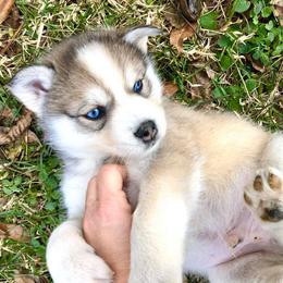 Pomsky Puppies from Oxsana Perfect Pomsky- 5 puppies available