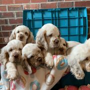 Clumber Spaniel Puppies from Rainsway Clumber Spaniels
