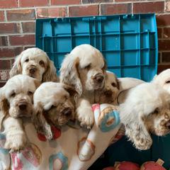 Clumber Spaniel Puppies from Rainsway Clumber Spaniels