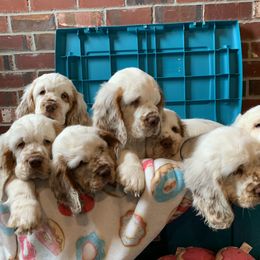 Clumber Spaniel Puppies from Rainsway Clumber Spaniels