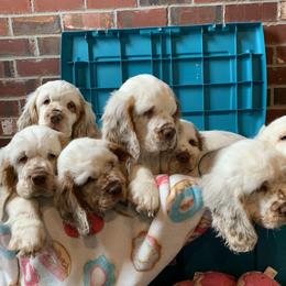 Clumber Spaniel Puppies from Rainsway Clumber Spaniels