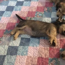 Dachshund Puppies from Western Slope English Cream Dachshund