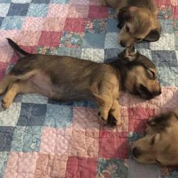 Dachshund Puppies from Western Slope English Cream Dachshund