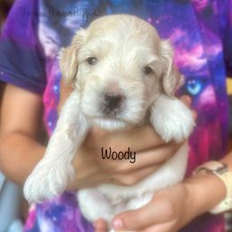 Woody - White male Schnoodle puppy in Sedalia, Missouri from Farmer Brown's Puppies
