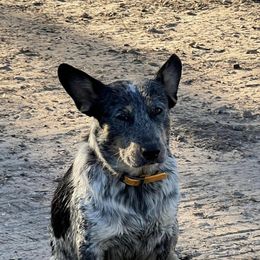 Australian Cattle Dog, Australian Shepherd, Companion Cross, and Miniature Australian Shepherd Puppies from MK Aussies