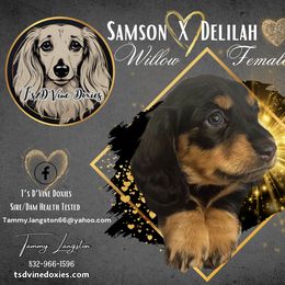 Dachshund Puppies from T’s D’Vine Doxies