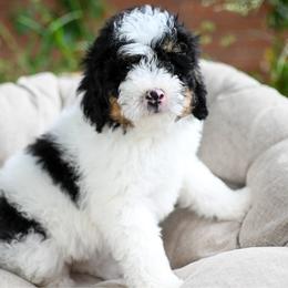 Wally - Black and white male Bernedoodle puppy in Ogden, Utah from Stanger Farms