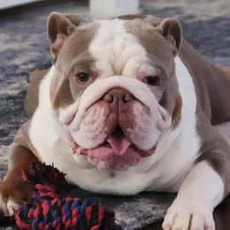 Moose - Bulldog