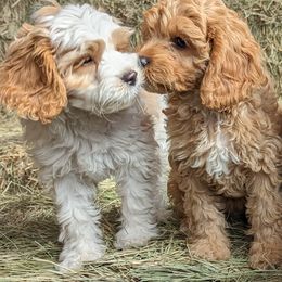 Cavapoo Puppies from Cherish Puppies