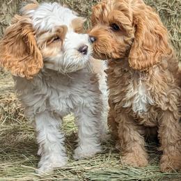 Cavapoo Puppies from Cherish Puppies