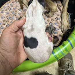 Kreszenz - Black and white female Great Dane puppy in Prosperity, South Carolina from Windy Knoll Great Danes