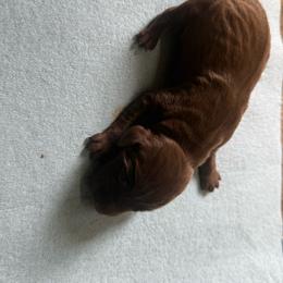 Boy 3 - Liver male German Shorthaired Pointer puppy in Norris City, Illinois from County Line Pointers