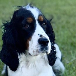 English Springer Spaniels from Petite Ville Springers