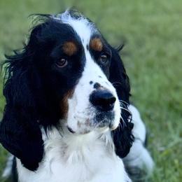 English Springer Spaniels from Petite Ville Springers