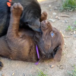 Labrador Retriever Puppies from Wings of Freedom Retrievers