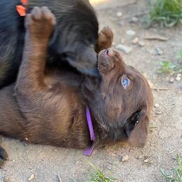 Labrador Retriever Puppies from Wings of Freedom Retrievers