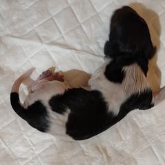 Kleine Munsterlander Puppies from von den Großen Seen kennel