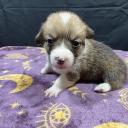 Happy - Red male Pembroke Welsh Corgi puppy in Barstow, California from Caldwell’s Corgis of Southern California