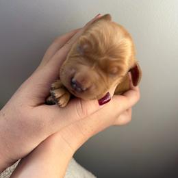 Red boy - Dark golden male Golden Retriever puppy in Salt Lake City, Utah from Deseret Peak Goldens