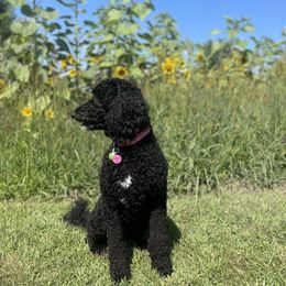 Goldendoodles from Blended Acres & Kennels