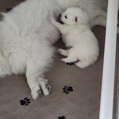 American Eskimo Dog Puppies from Diamond Storm Eskies