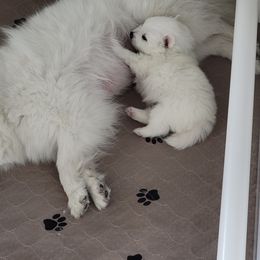 American Eskimo Dog Puppies from Diamond Storm Eskies