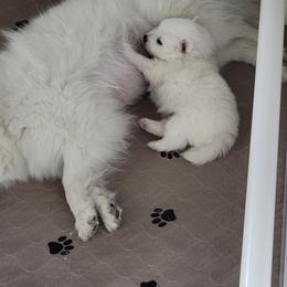 American Eskimo Dog Puppies from Diamond Storm Eskies