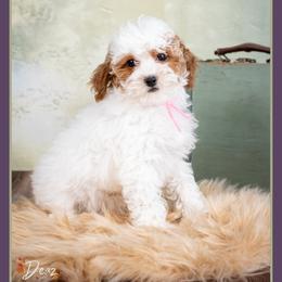 Tiffany - Red and white female Cockapoo puppy in Connersville, Indiana from Deaz Doodle Ranch