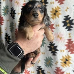 Dachshund Puppies from Thomas Homestead and Rabbitry