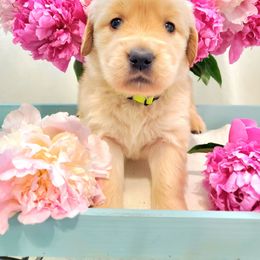 Golden Retriever puppies from Golden Meadows of Utah