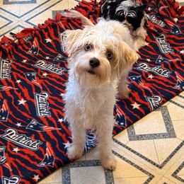 Bun bun - Yorkshire Terrier