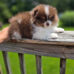 Hunny buns - Chocolate parti female Pomeranian puppy in Meherrin, Virginia from Traveling Poms