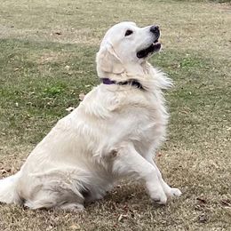 Jack - Golden Retriever