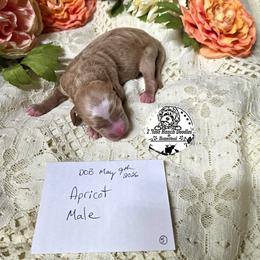 Apricot wavy - Yellow and white male Bernedoodle puppy in Graham, Texas from 2 Rose Ranch Doodles