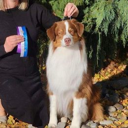 Banjo - Australian Shepherd