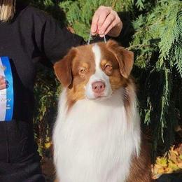Banjo - Australian Shepherd