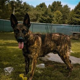 Helius - Dutch Shepherd