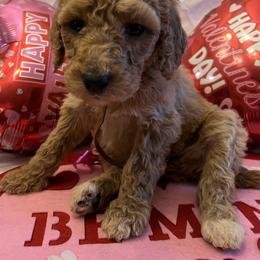 Poodle Puppies from Spoiled Rotten Poodles